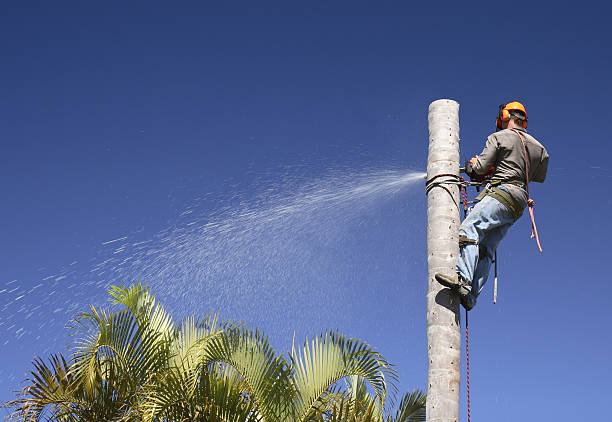 Seasonal Cleanup (Spring/Fall) in Sun Lakes, AZ